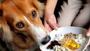 Zacházíme se čtyřnohým přítelem: jak dát tabletu psa